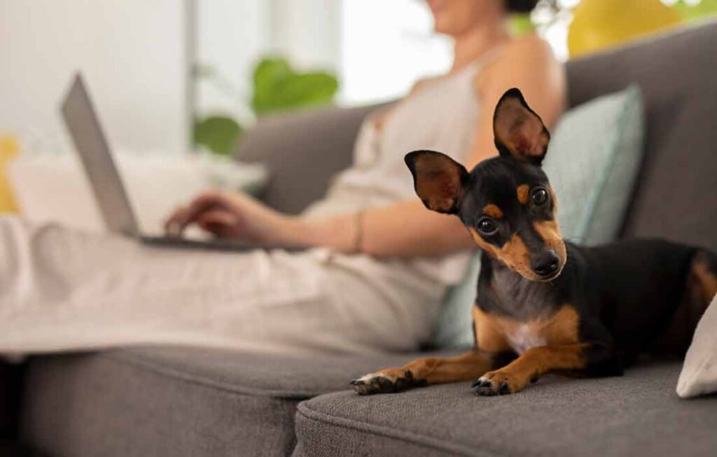 OPD DESIGN | Designing Durable Pet Products: Waterproofing, Chew Resistance and Easy Cleaning
