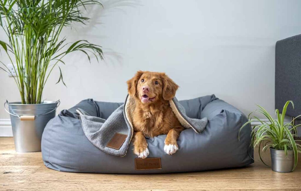 pet3